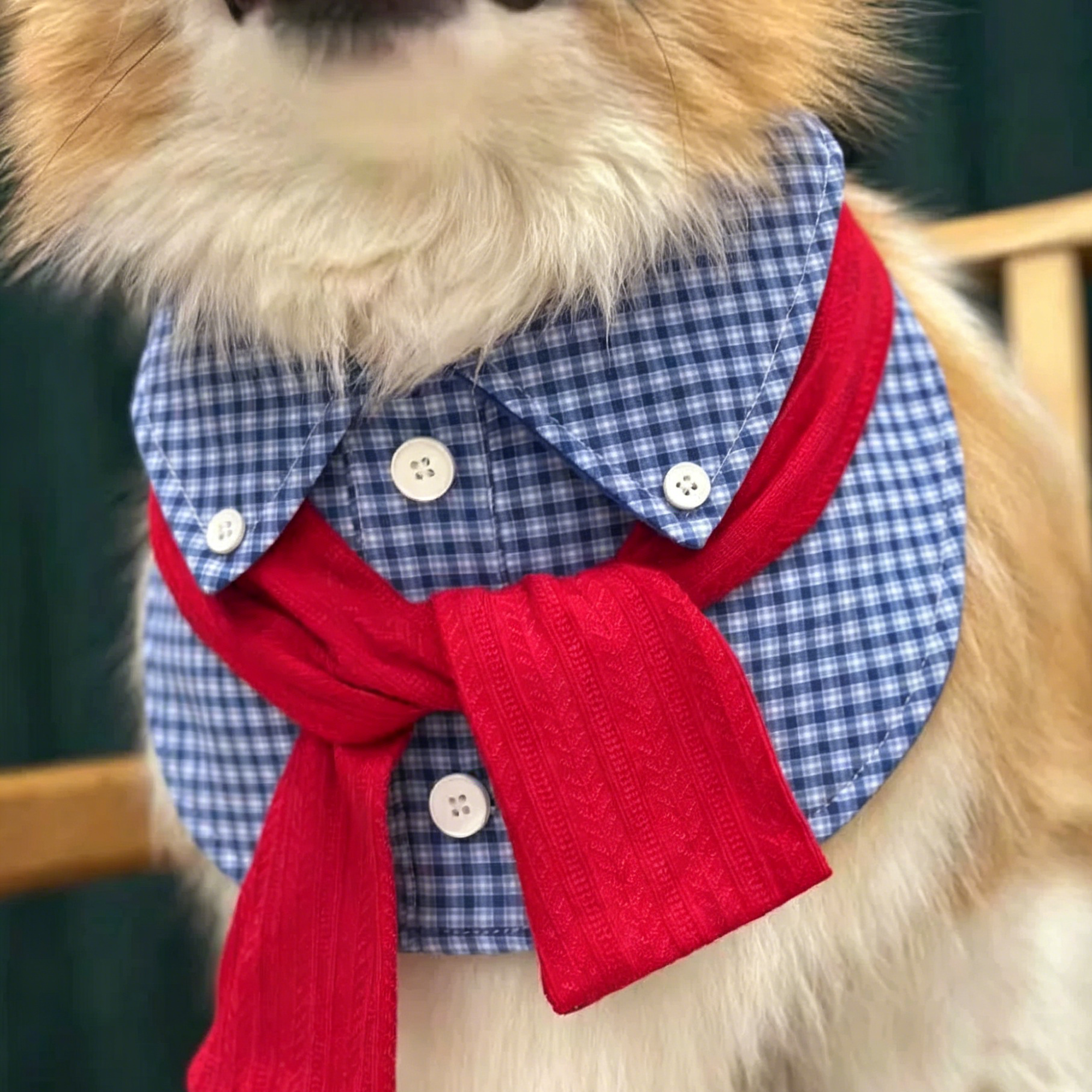 Close up of dog wearing blue plaid bib collar with red heart beret hat