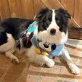 Load image into Gallery viewer, Border Collie Wearing GraviPaw Denim Dog Bandana Bib
