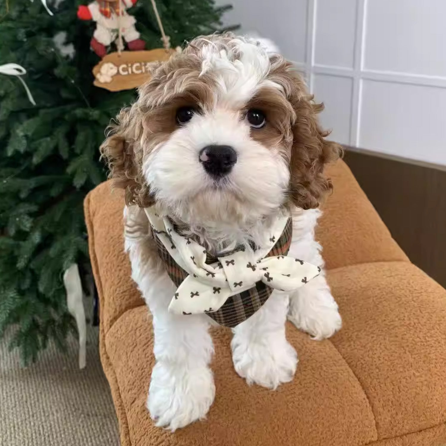 Curly haired puppy in brown plaid bow pet collar with vintage British style