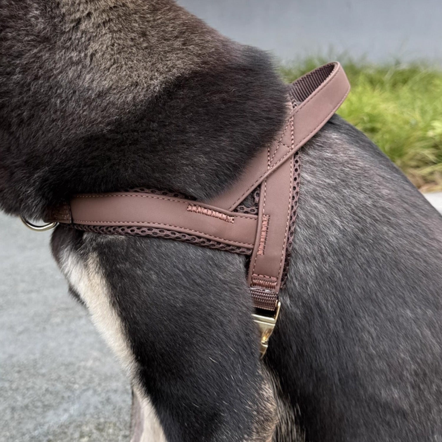 Large dog wearing brown leather no pull harness from behind walking outdoors showing back panel fit