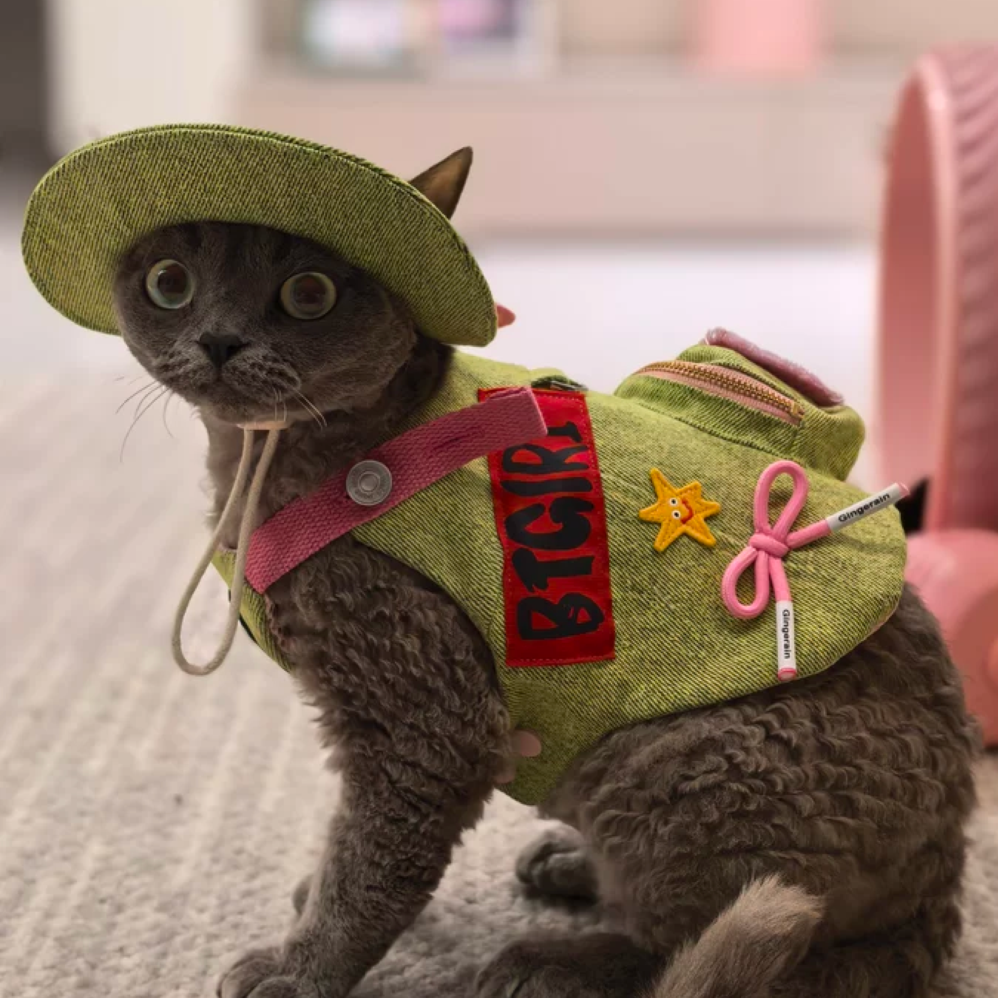  Devon rex cat wearing green corduroy harness with wide brim sun hat close up portrait