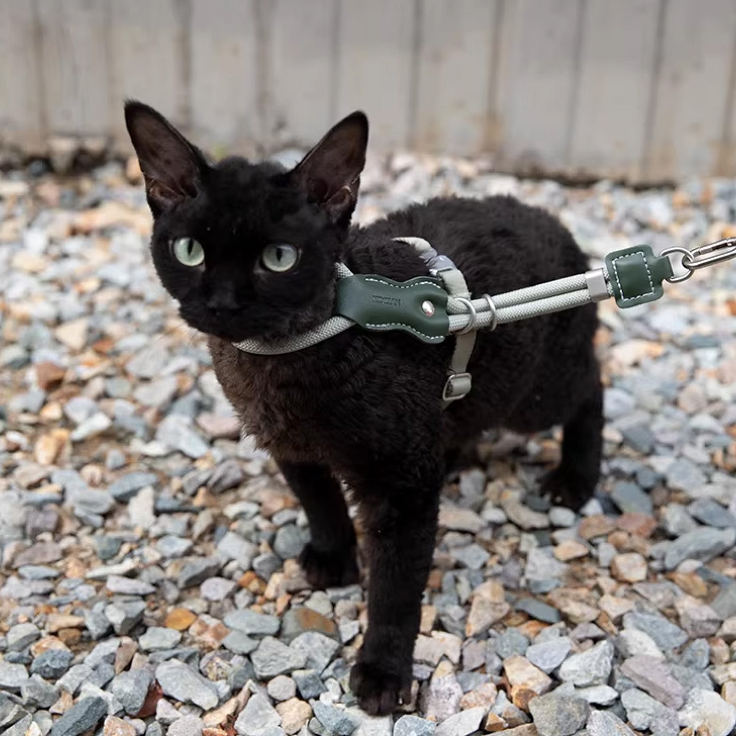 Black cat wearing properly fitted lightweight harness and rope leash on gravel ground showing correct fit