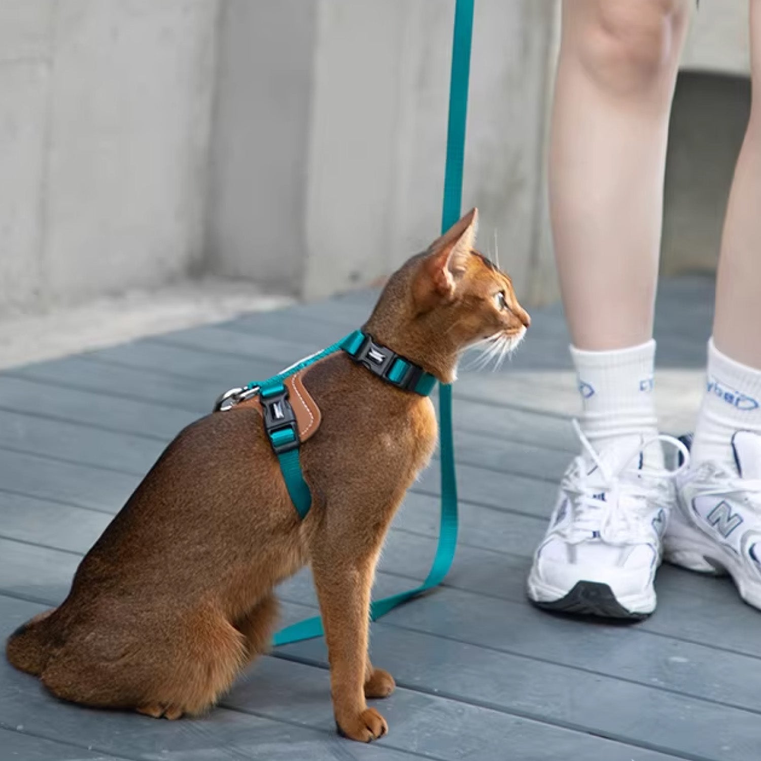 Cat sitting on wooden deck wearing teal lightweight walking harness and leash