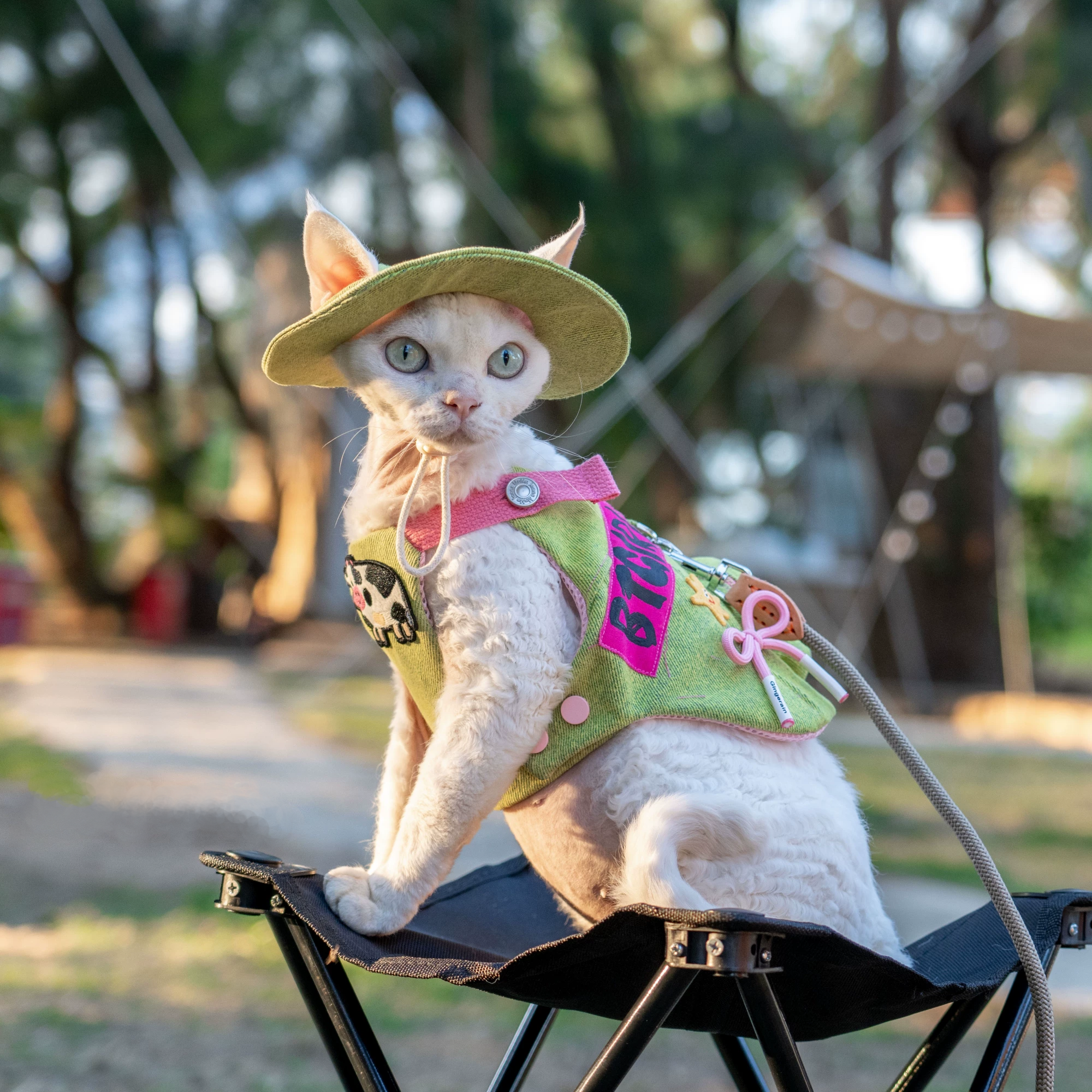 White sphynx cat standing outdoors wearing green corduroy cat walking harness with sun hat