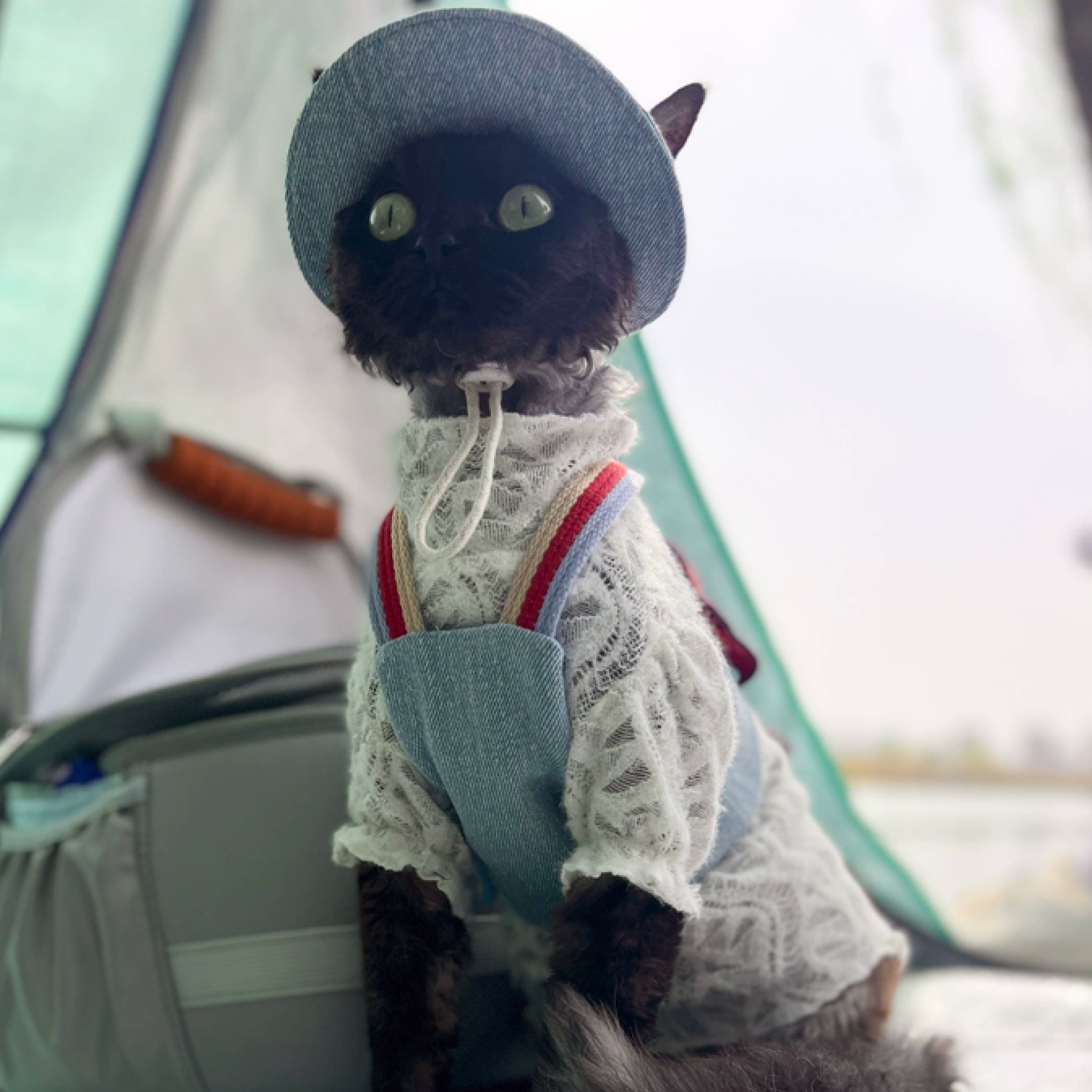 Dark-colored cat wearing GraviPaw denim harness with red bow in outdoor setting with backpack in background