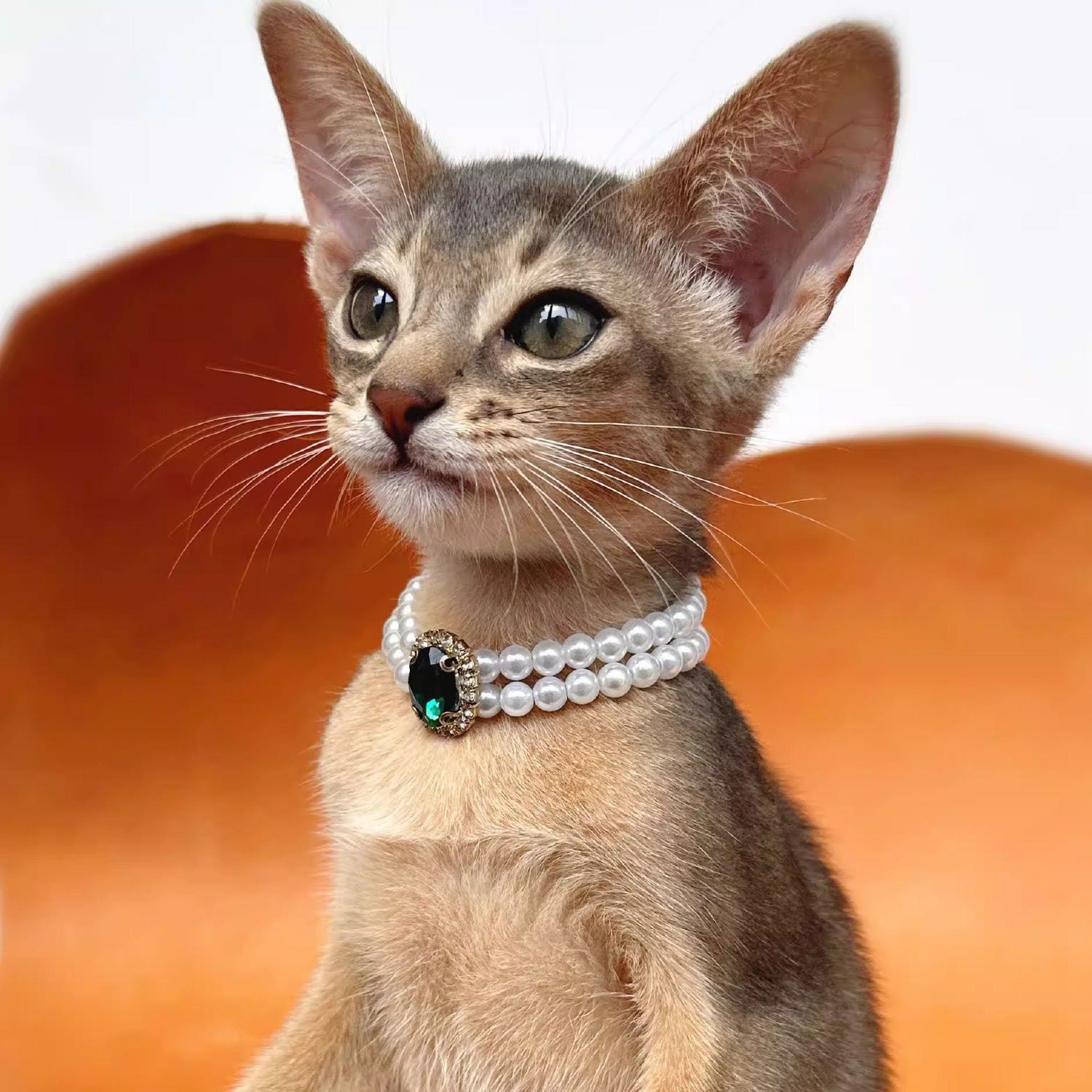 Abyssinian cat wearing elegant pearl collar with green gemstone centerpiece