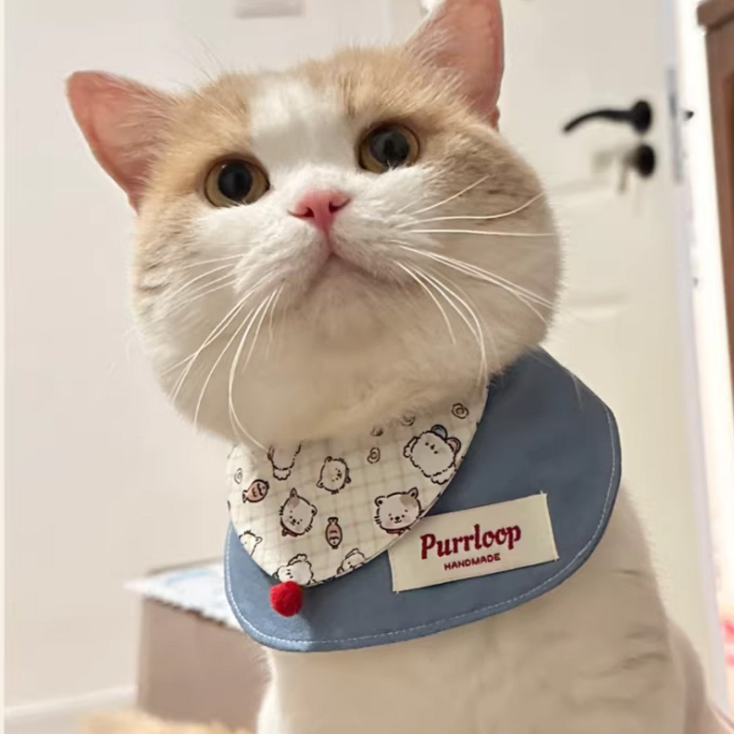 Orange and white cat wearing cute cartoon print blue denim bandana collar