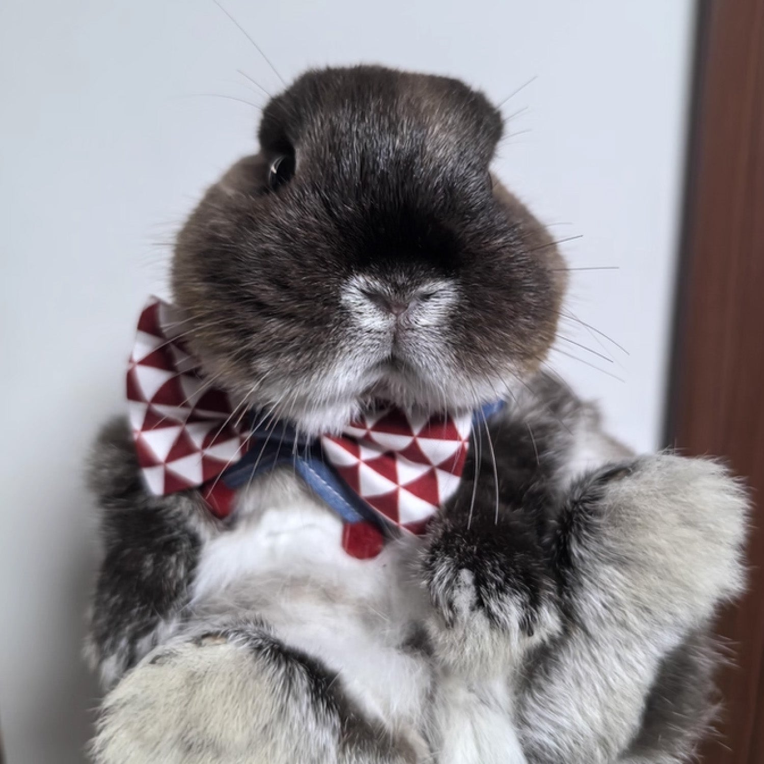 Grey Scottish Fold cat wearing red white diamond bow tie pet collar