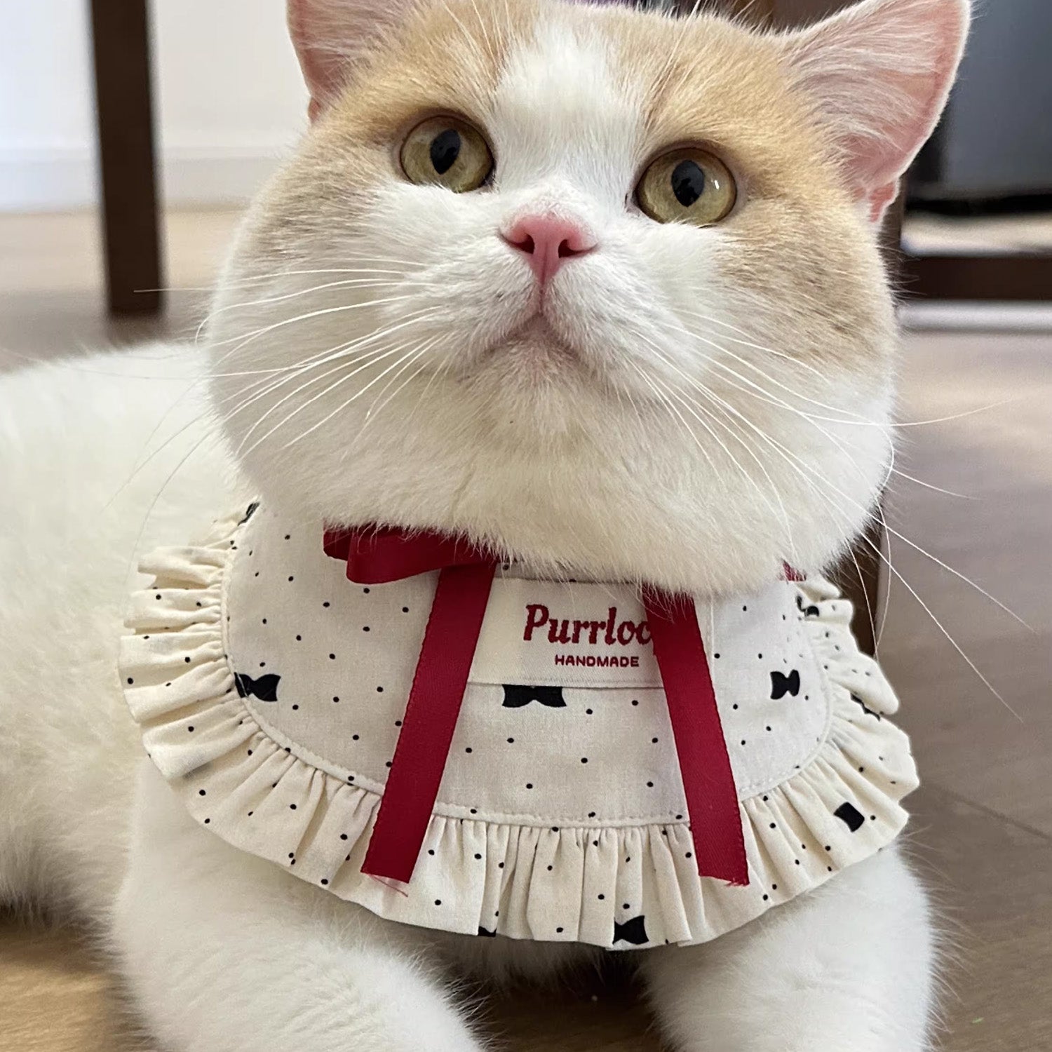 Orange and white cat wearing cream dot ruffle collar with red ribbon detail