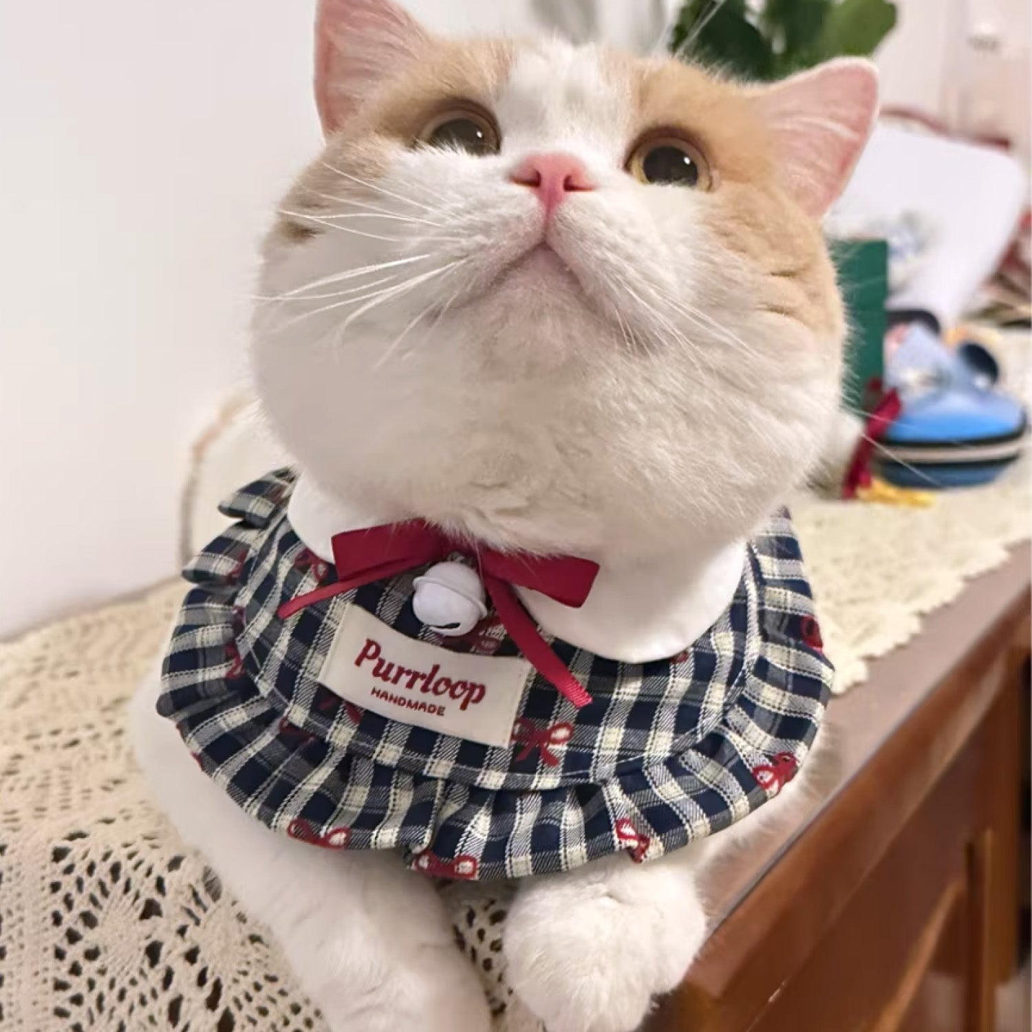 Orange and white cat wearing blue plaid ruffle bow bandana collar