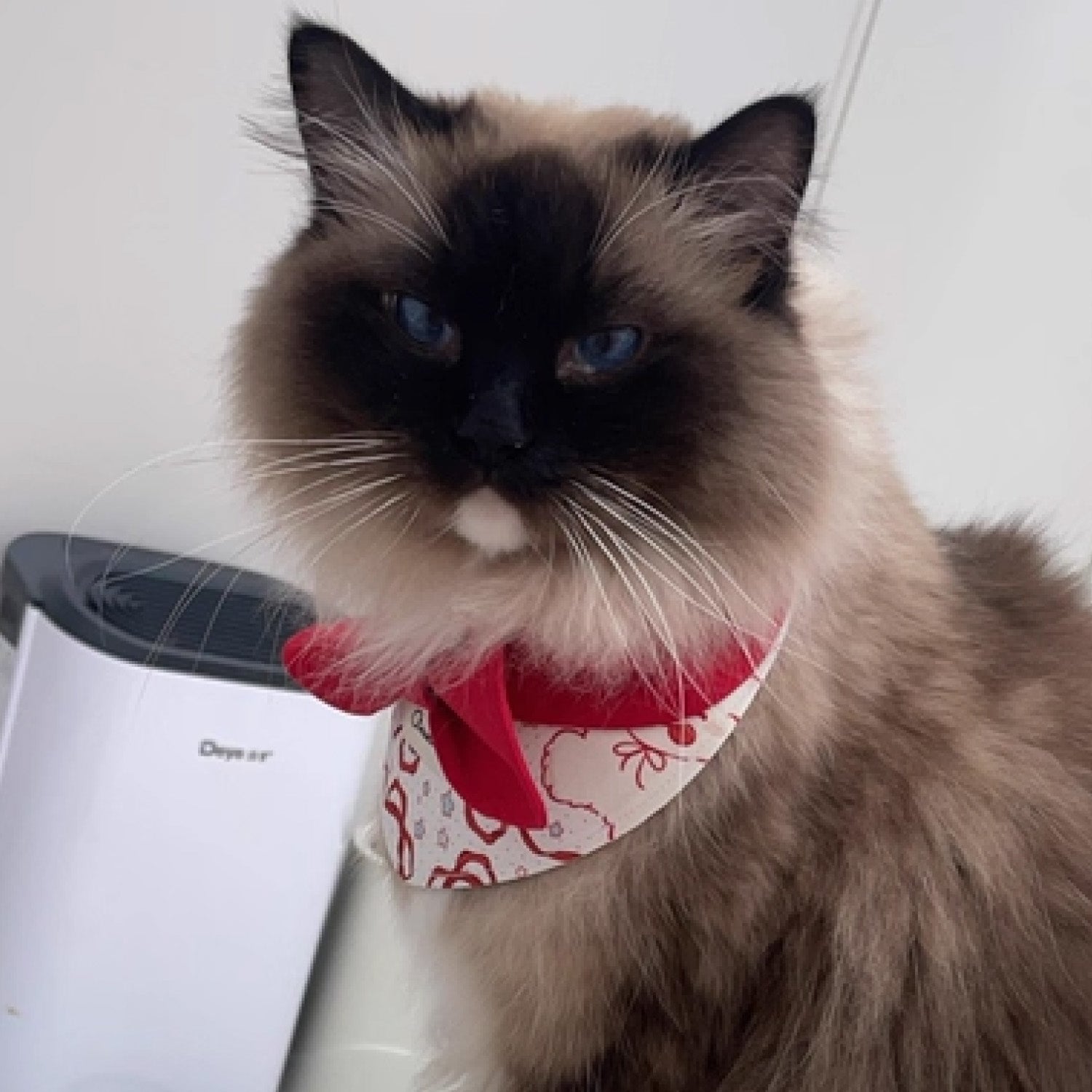 Birman cat wearing red bow printed pet bandana collar