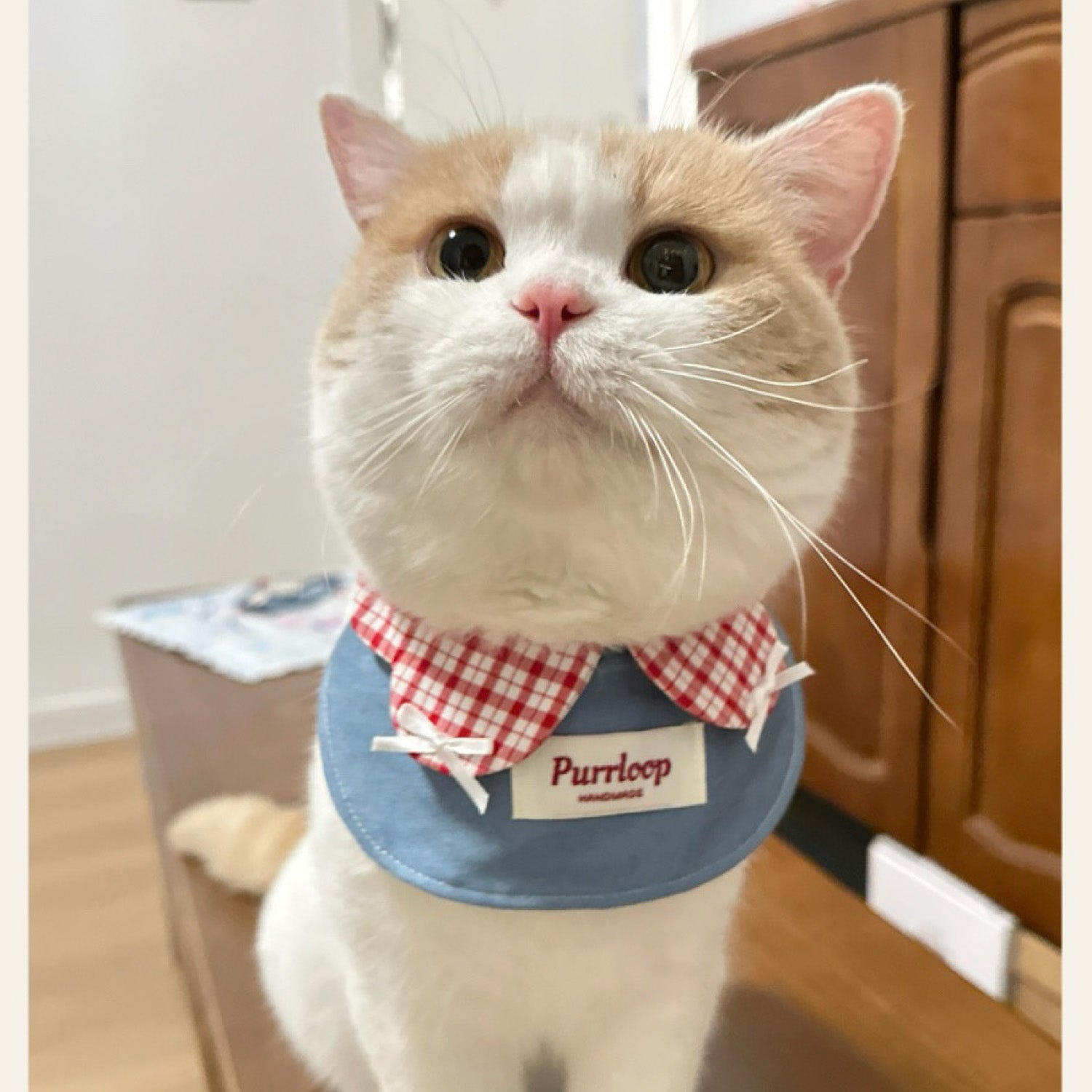Orange and white cat wearing red gingham check denim bandana collar