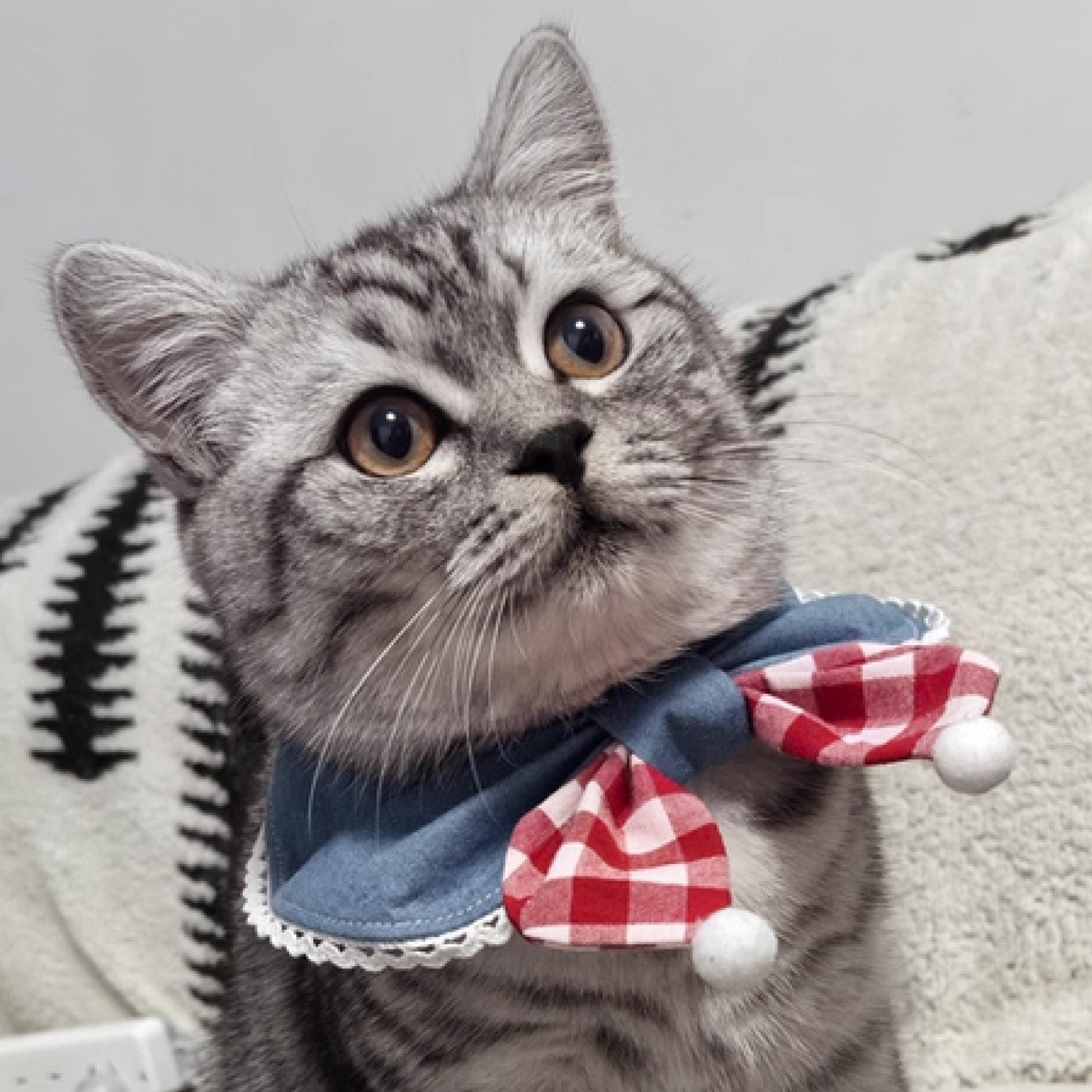 Grey tabby cat wearing red gingham bow blue denim bandana collar