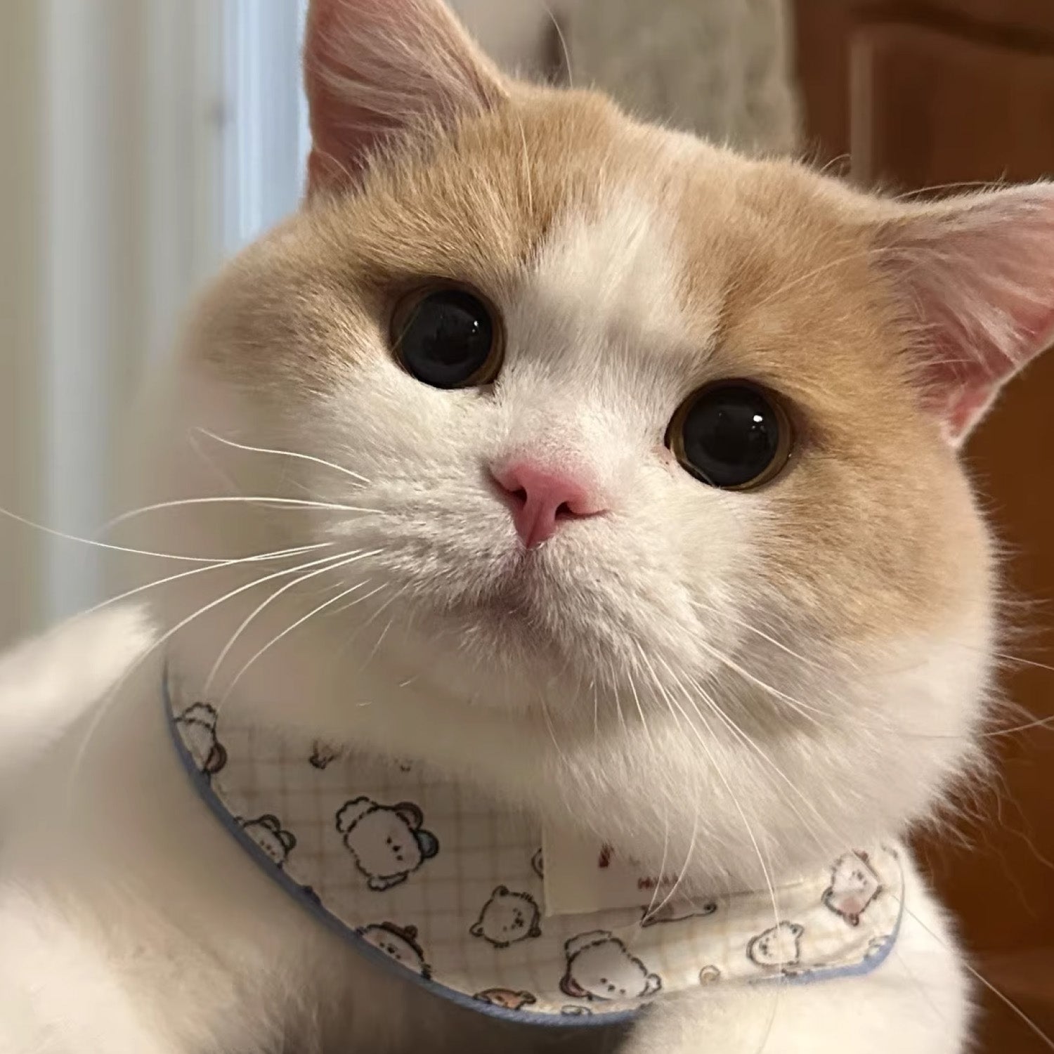 Orange and white cat wearing reversible cartoon bear print bandana collar