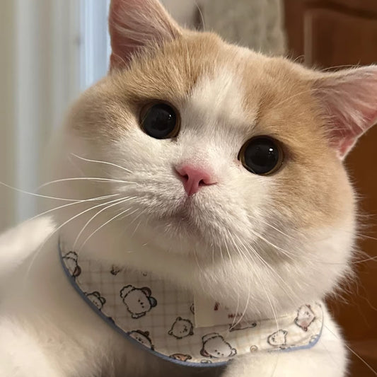 Orange and white cat wearing reversible cartoon bear print bandana collar