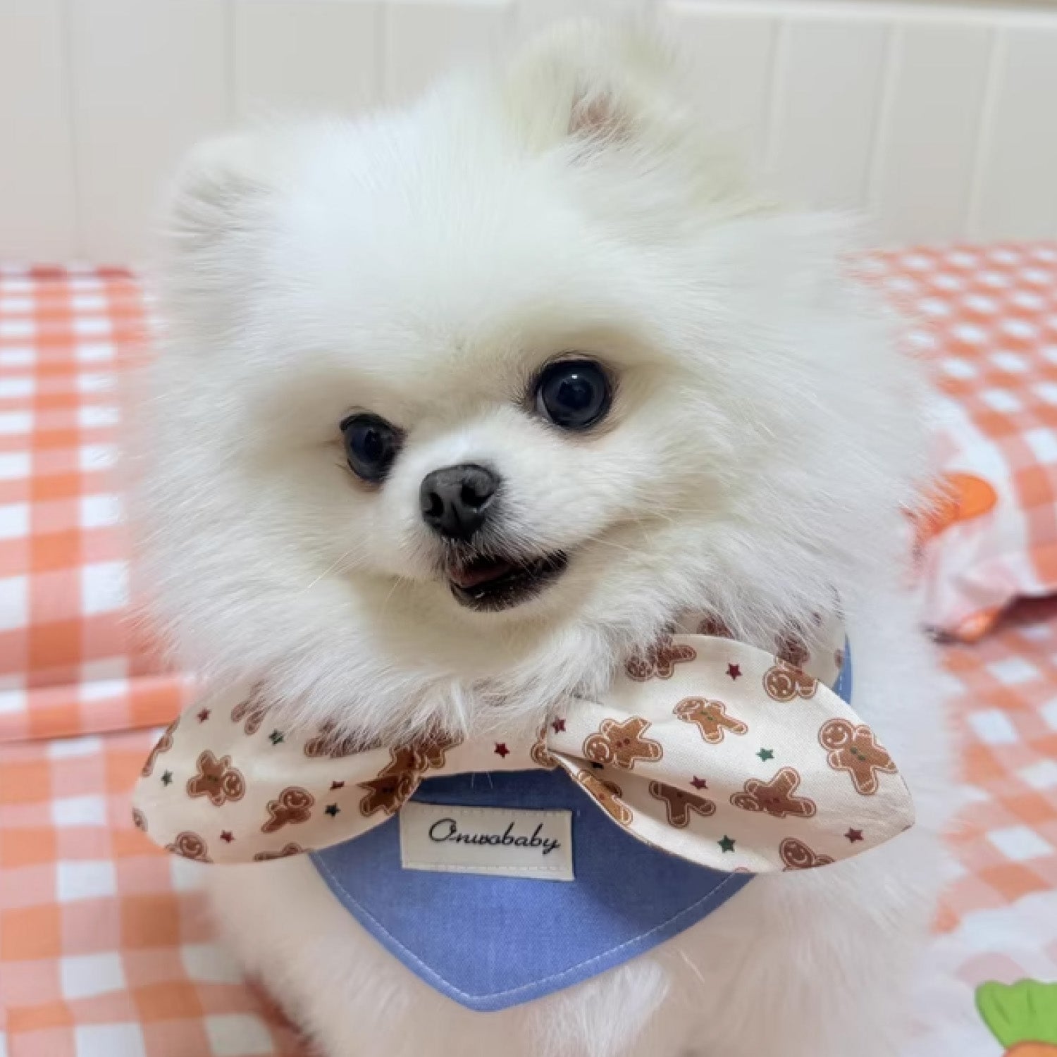 White Pomeranian in gingerbread pattern bow collar with snap-button closure