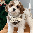 Load image into Gallery viewer, Cockapoo puppy wearing vintage plaid bow collar by Christmas tree

