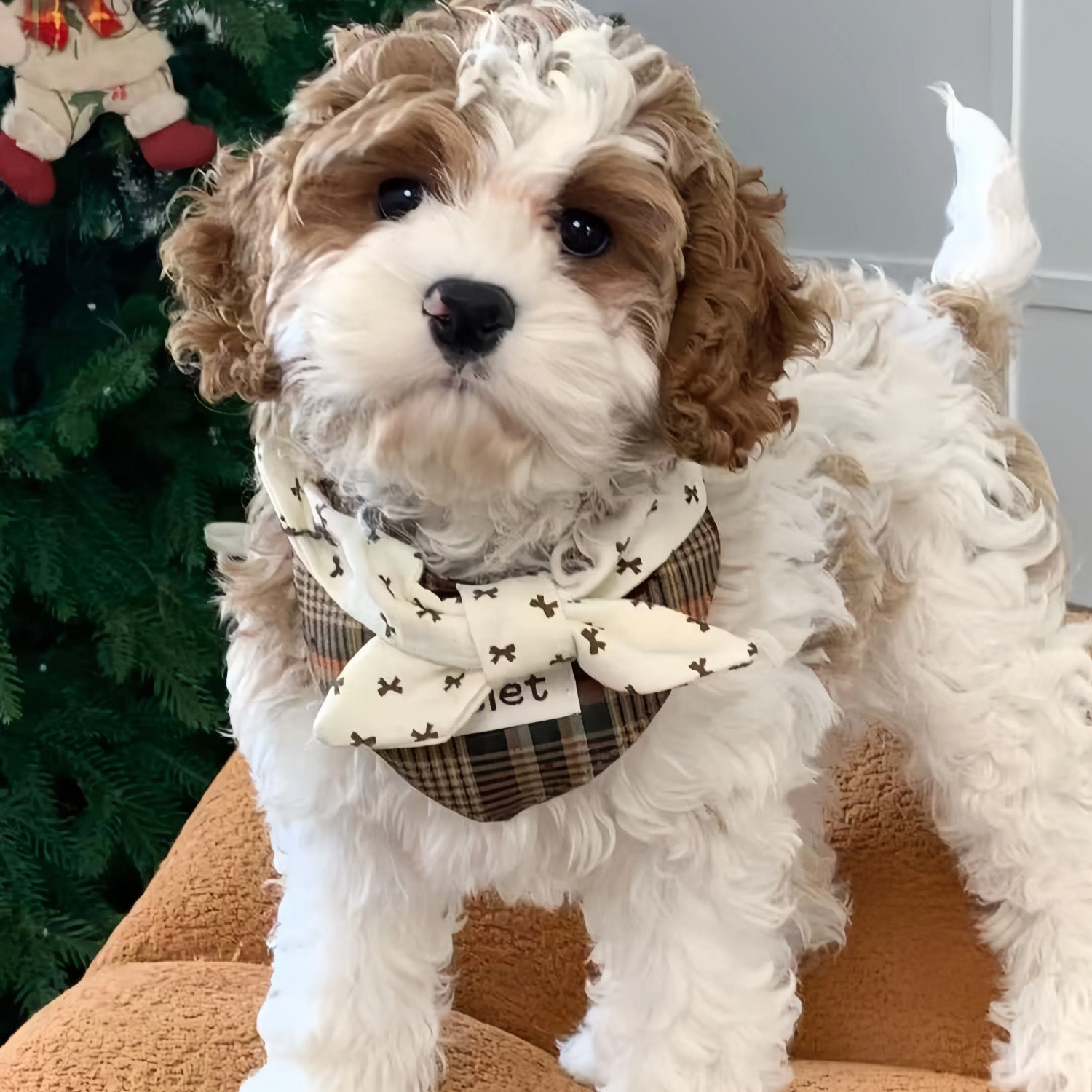 Cockapoo puppy wearing vintage plaid bow collar by Christmas tree