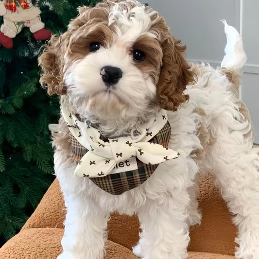 Cockapoo puppy wearing vintage plaid bow collar by Christmas tree