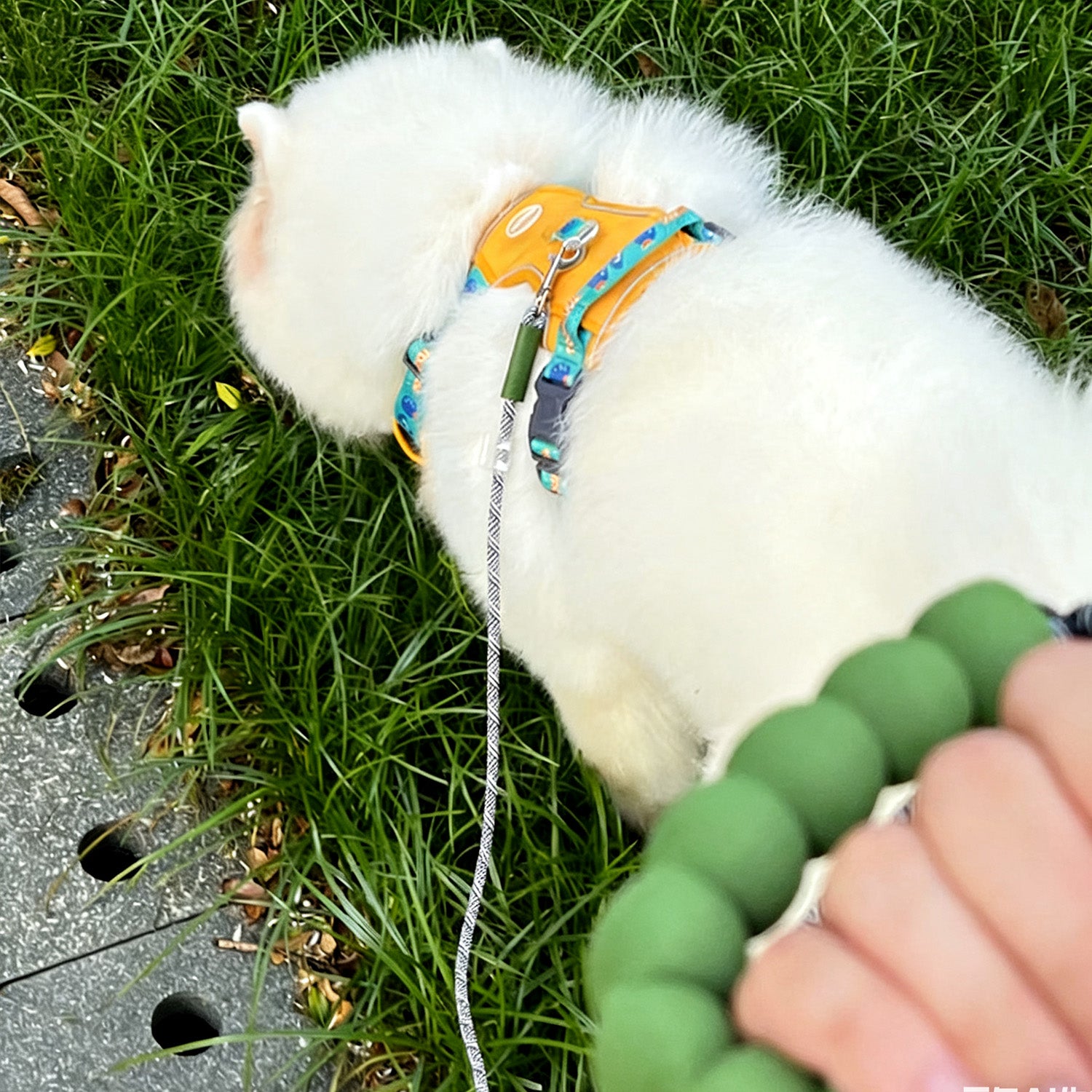 White puppy on grass with hand holding green beaded foam handle leash