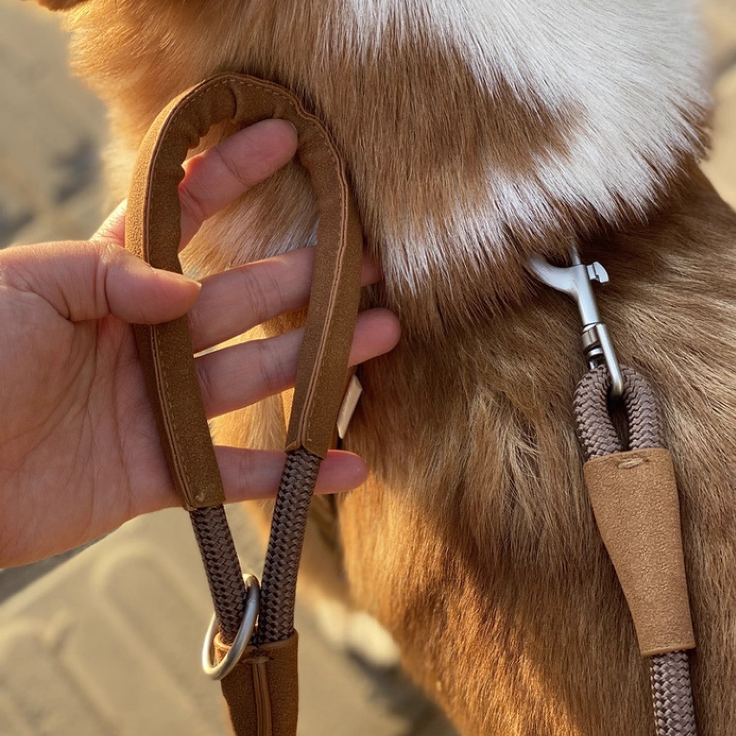 Hand holding leather-handled leash attached to corgi in brown harness