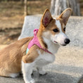 Load image into Gallery viewer, Corgi outdoors wearing pink adjustable dog harness with handle
