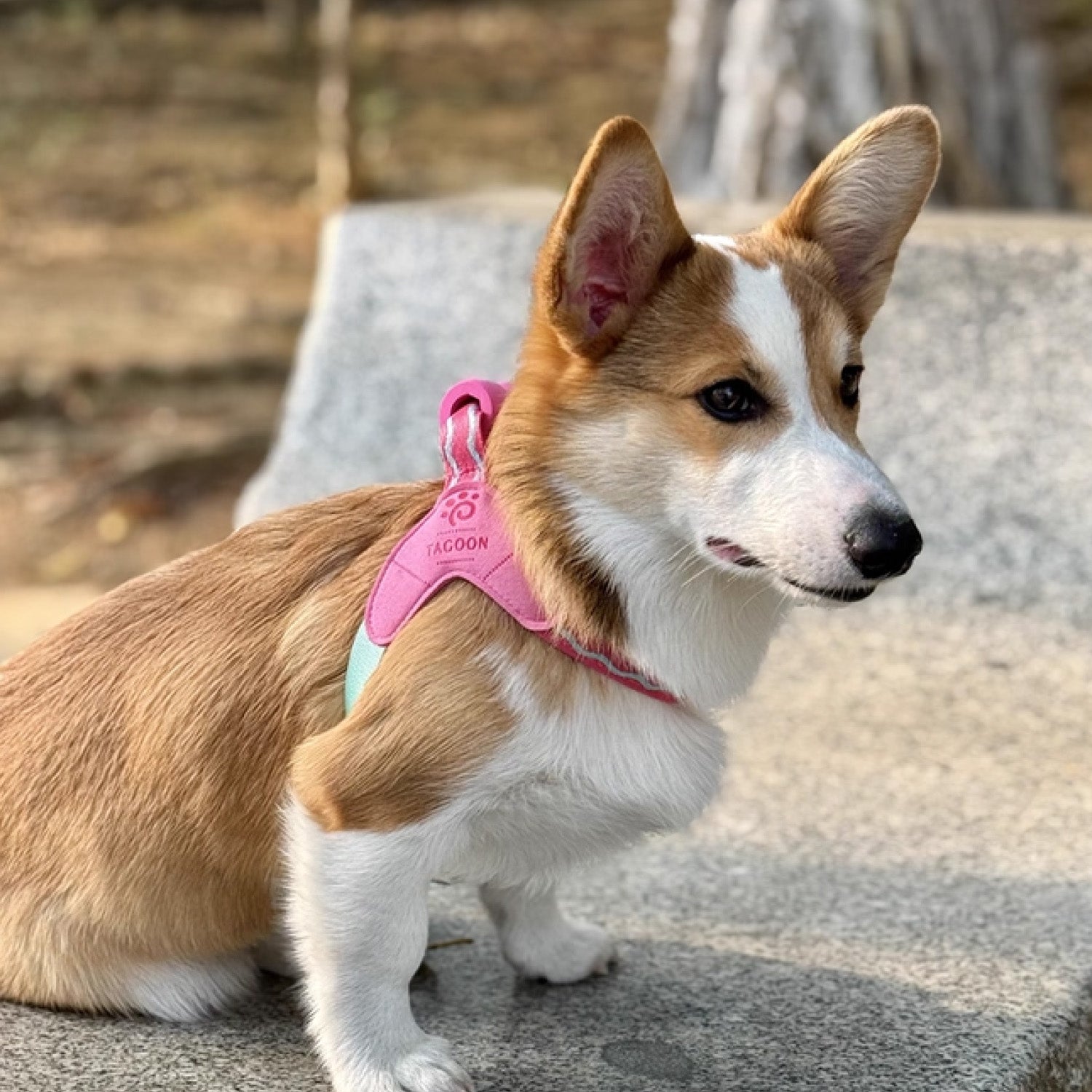 Corgi outdoors wearing pink adjustable dog harness with handle