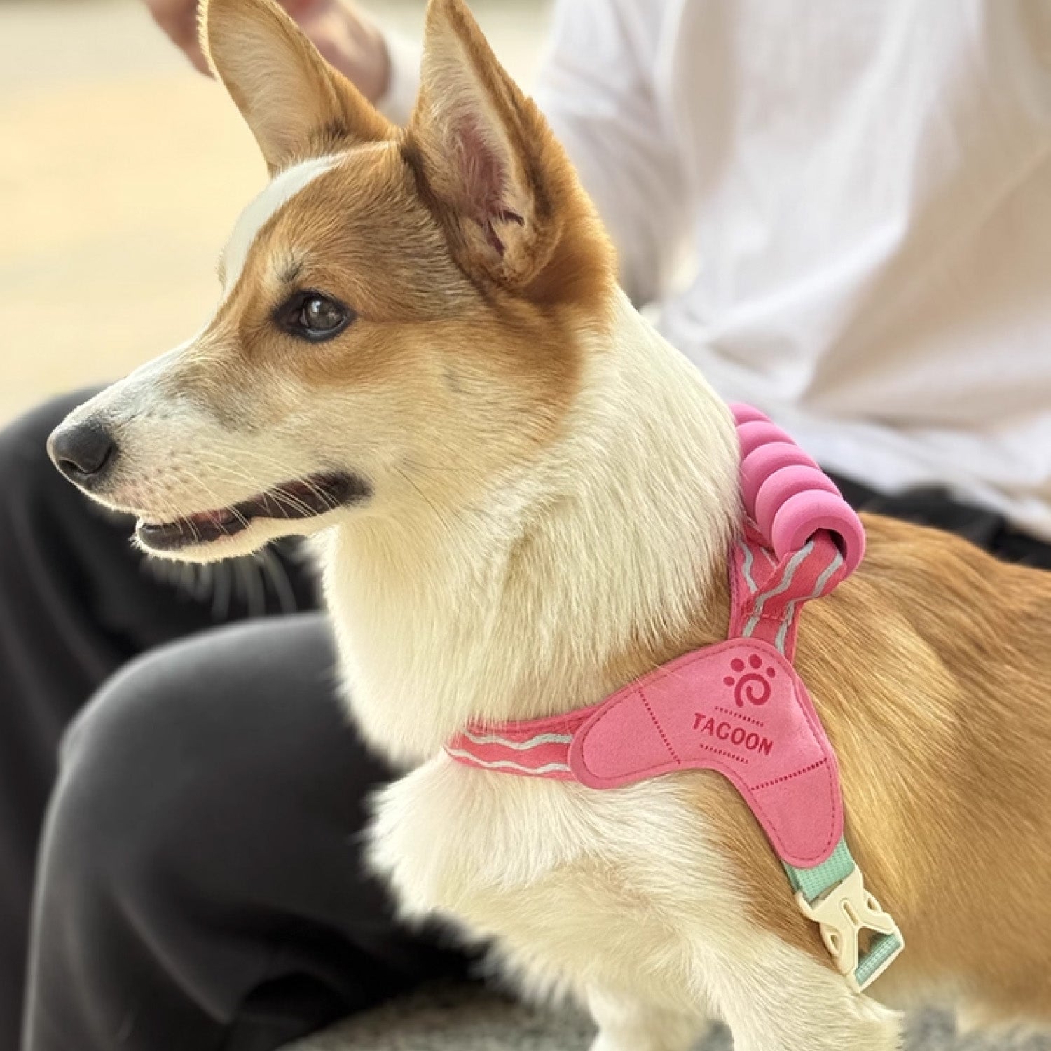 Corgi wearing pink soft mesh vest harness with breathable padding