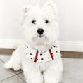 Load image into Gallery viewer, White Westie dog wearing cream ruffle pet collar with red ribbon bow
