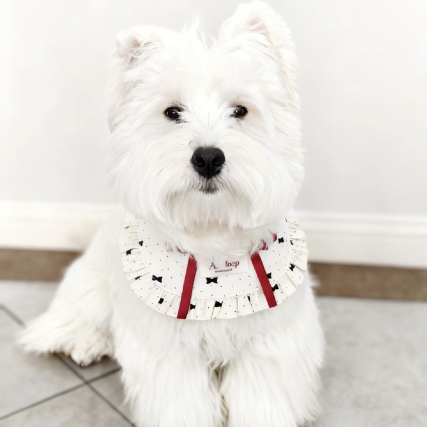 White Westie dog wearing cream ruffle pet collar with red ribbon bow