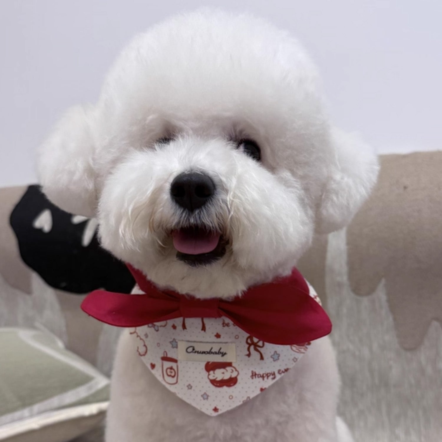 White Bichon dog wearing red bow cotton bandana collar with print detail