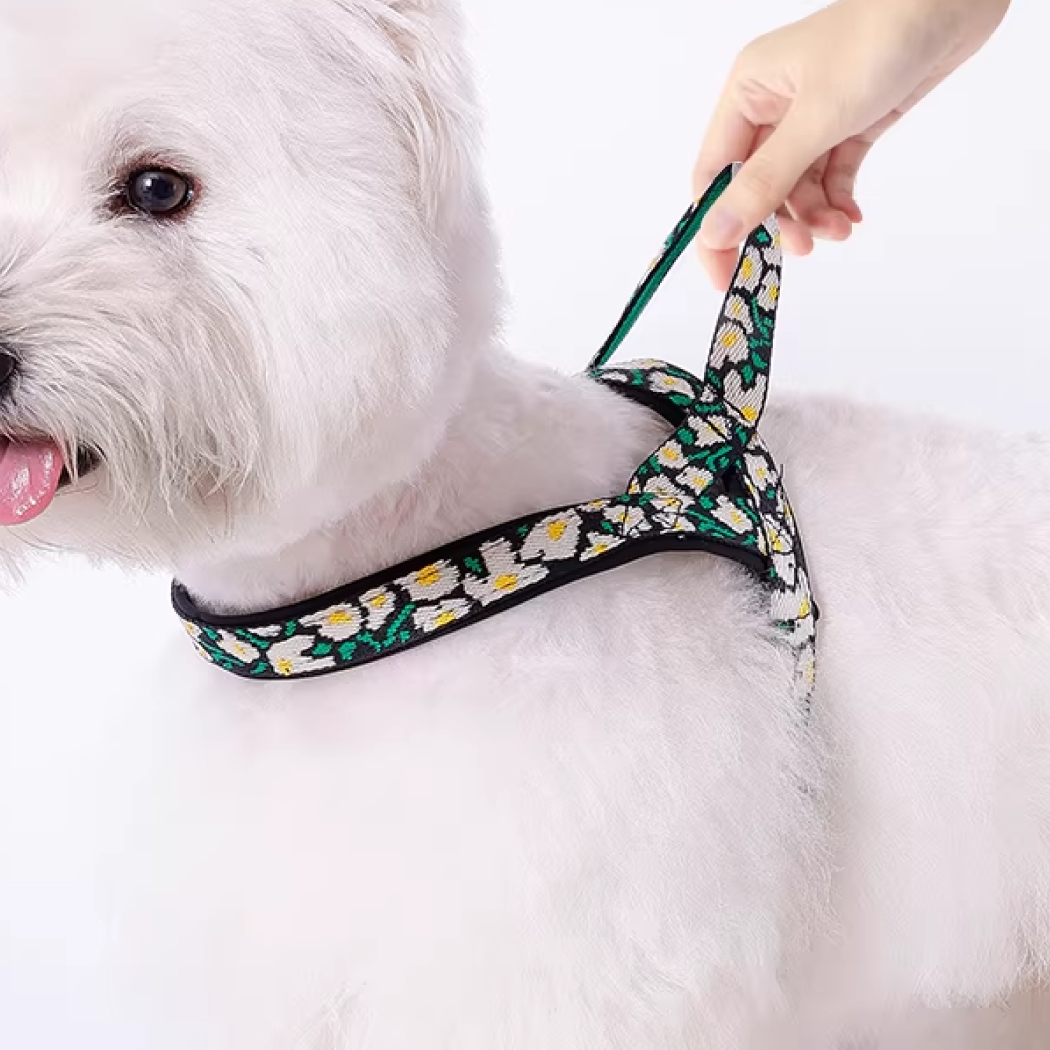 Hand holding leash attached to white dog in daisy print quick-wear harness