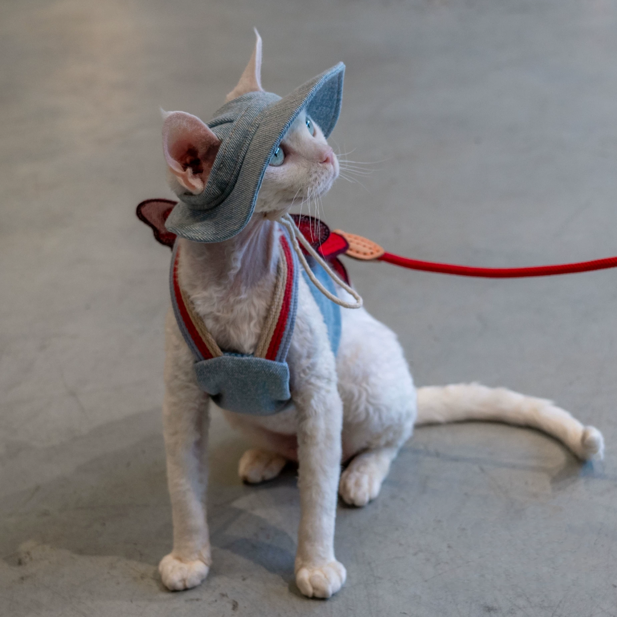 Slim Devon Rex style cat wearing GraviPaw denim harness with red bow and red leash, side view