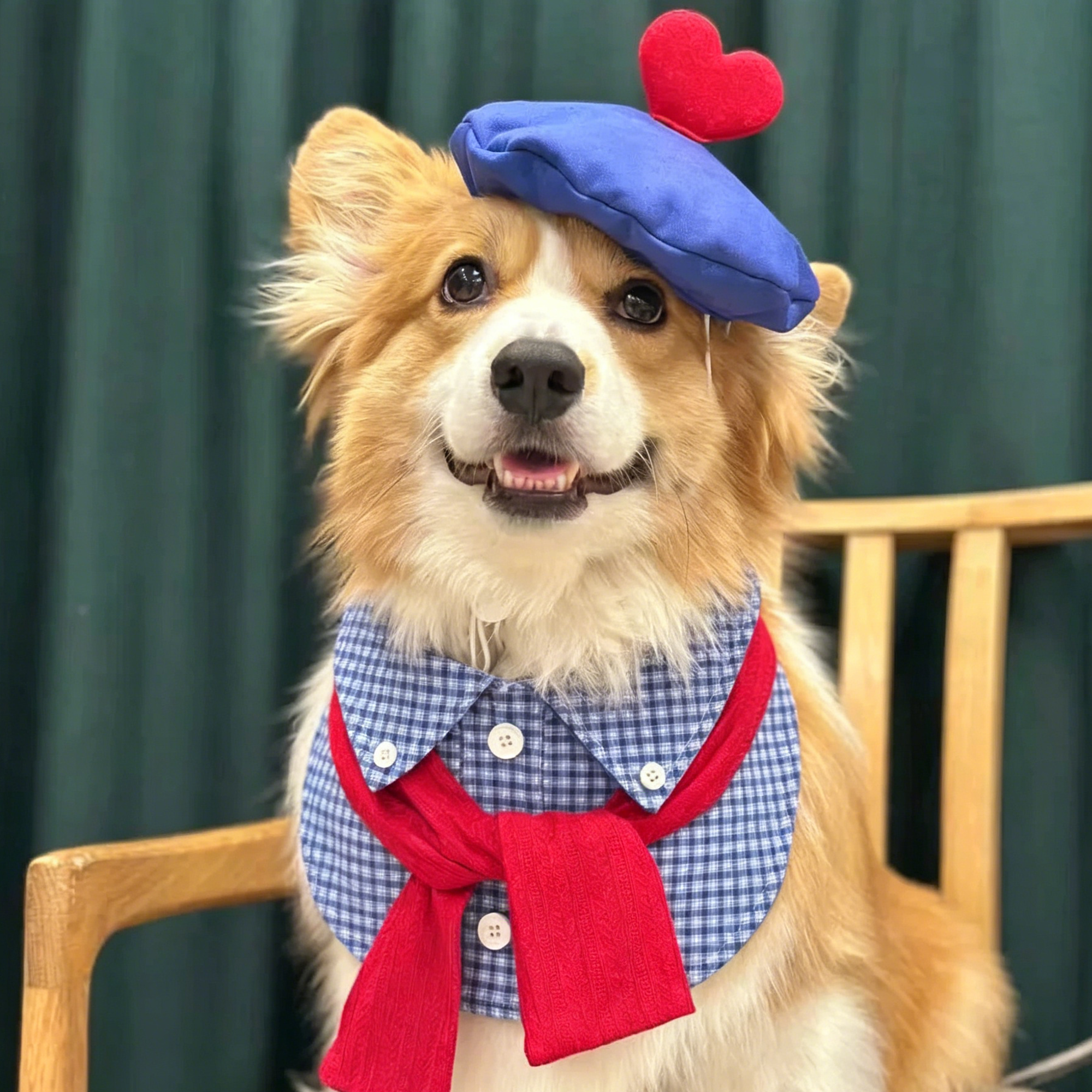 Corgi dog wearing blue plaid bib collar with blue beret hat and red scarf