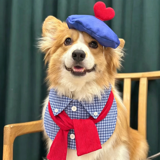 Corgi dog wearing blue plaid bib collar with blue beret hat and red scarf