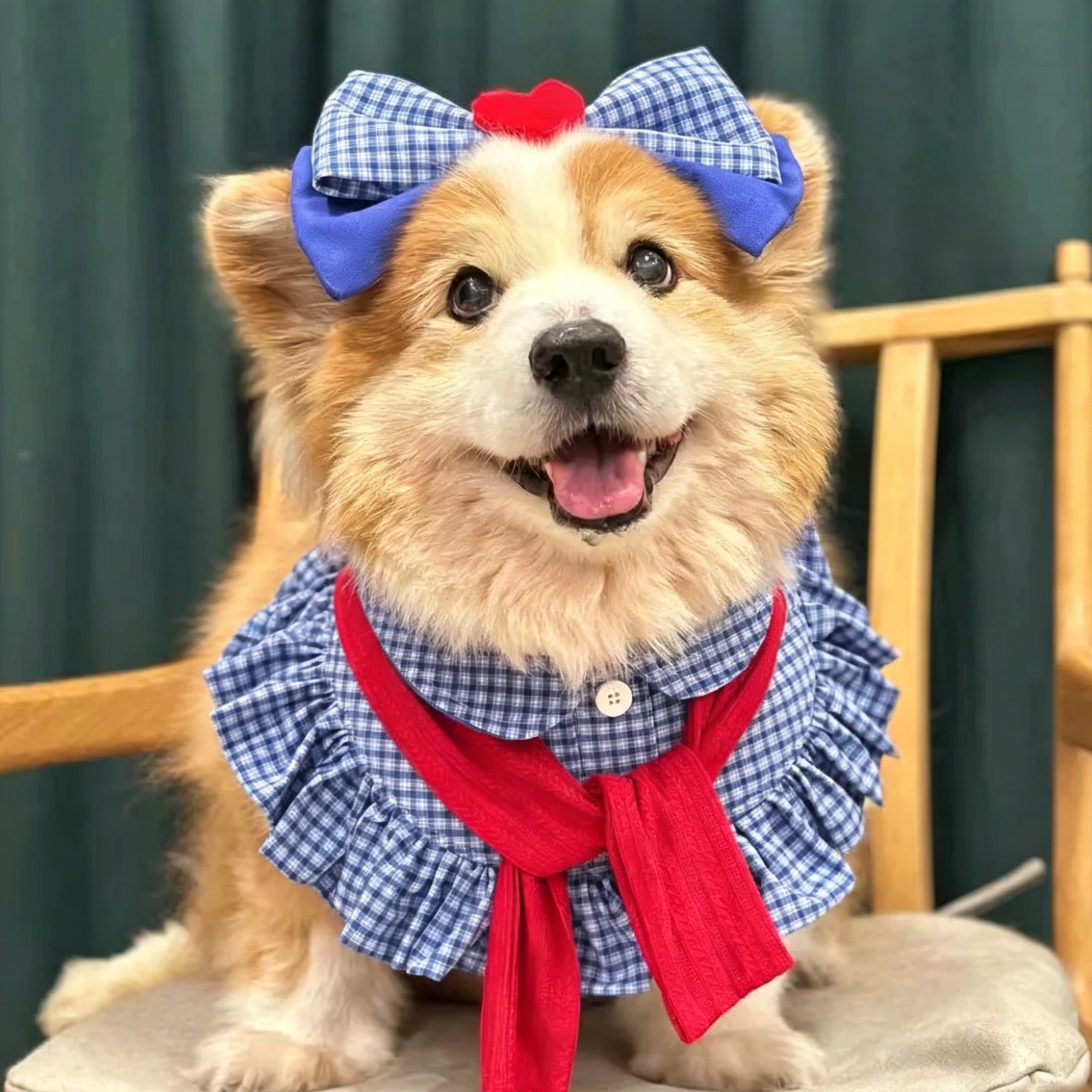 Corgi dog wearing blue plaid ruffle bib collar with blue bow headband and red scarf