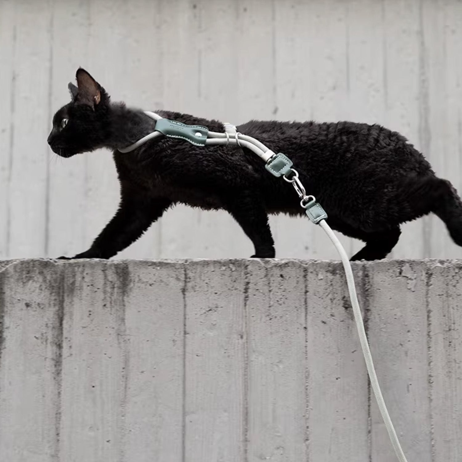 Black cat wearing adjustable cat harness and leash jumping on concrete wall outdoors showing durability