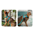 Load image into Gallery viewer, Side-by-side photos of Abyssinian cat wearing teal escape proof cat harness

