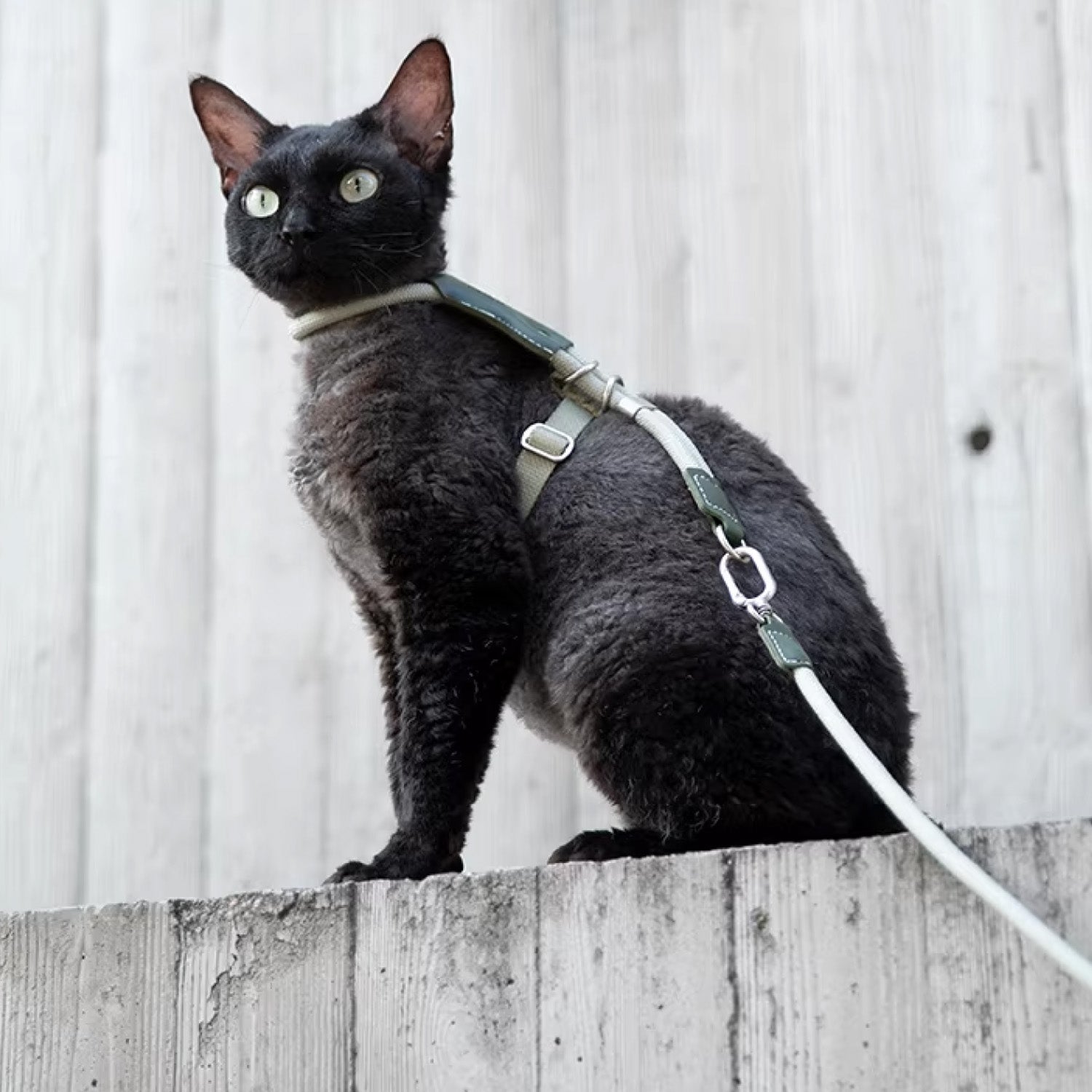 Black cat wearing white adjustable escape proof harness standing on concrete wall outdoors with leash