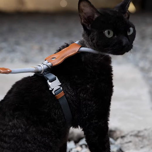 Black cat wearing adjustable escape proof harness with rope leash walking outdoors against wall