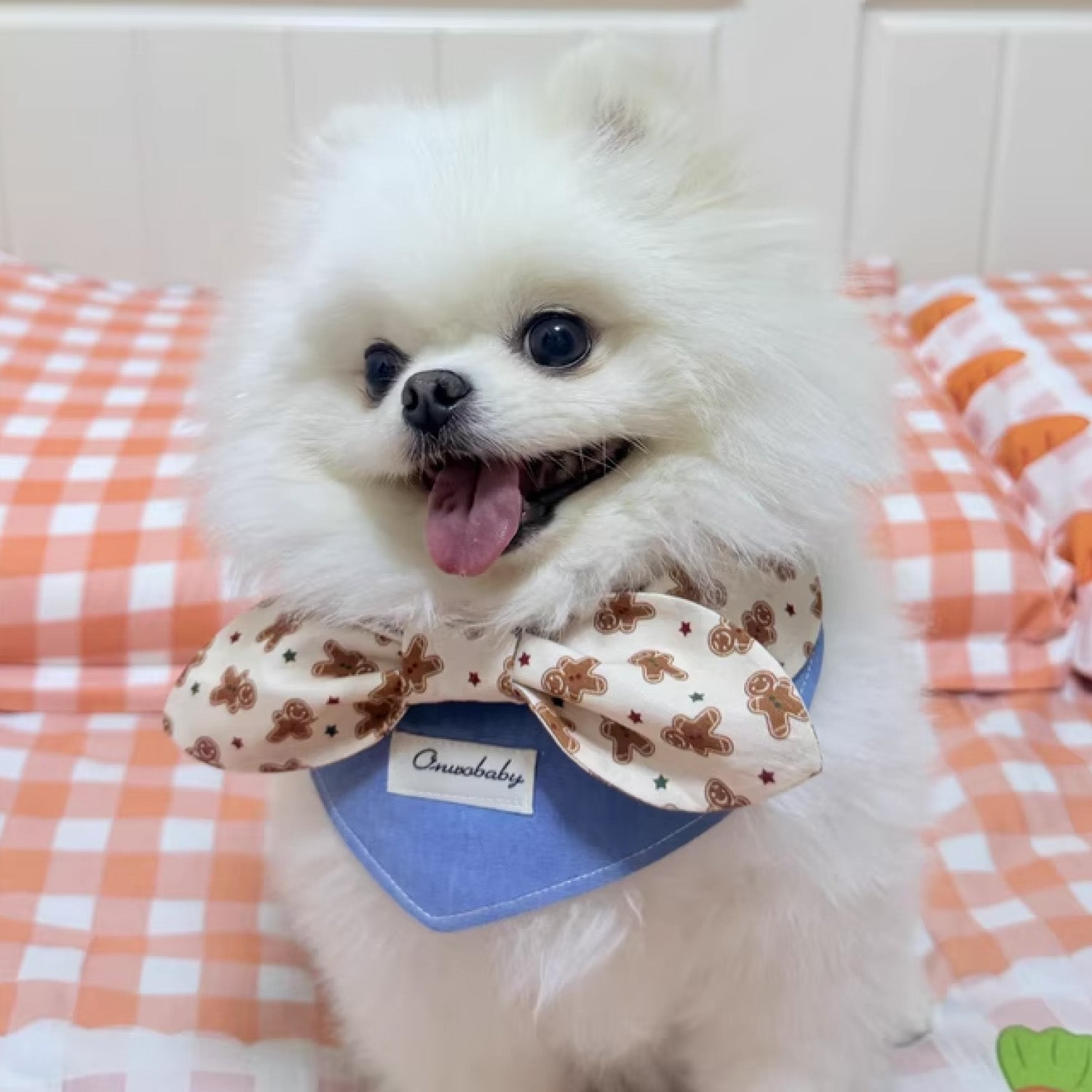 White Pomeranian dog wearing festive gingerbread bow bandana collar