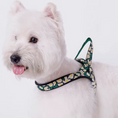 Load image into Gallery viewer, White Westie wearing green daisy floral lightweight dog harness
