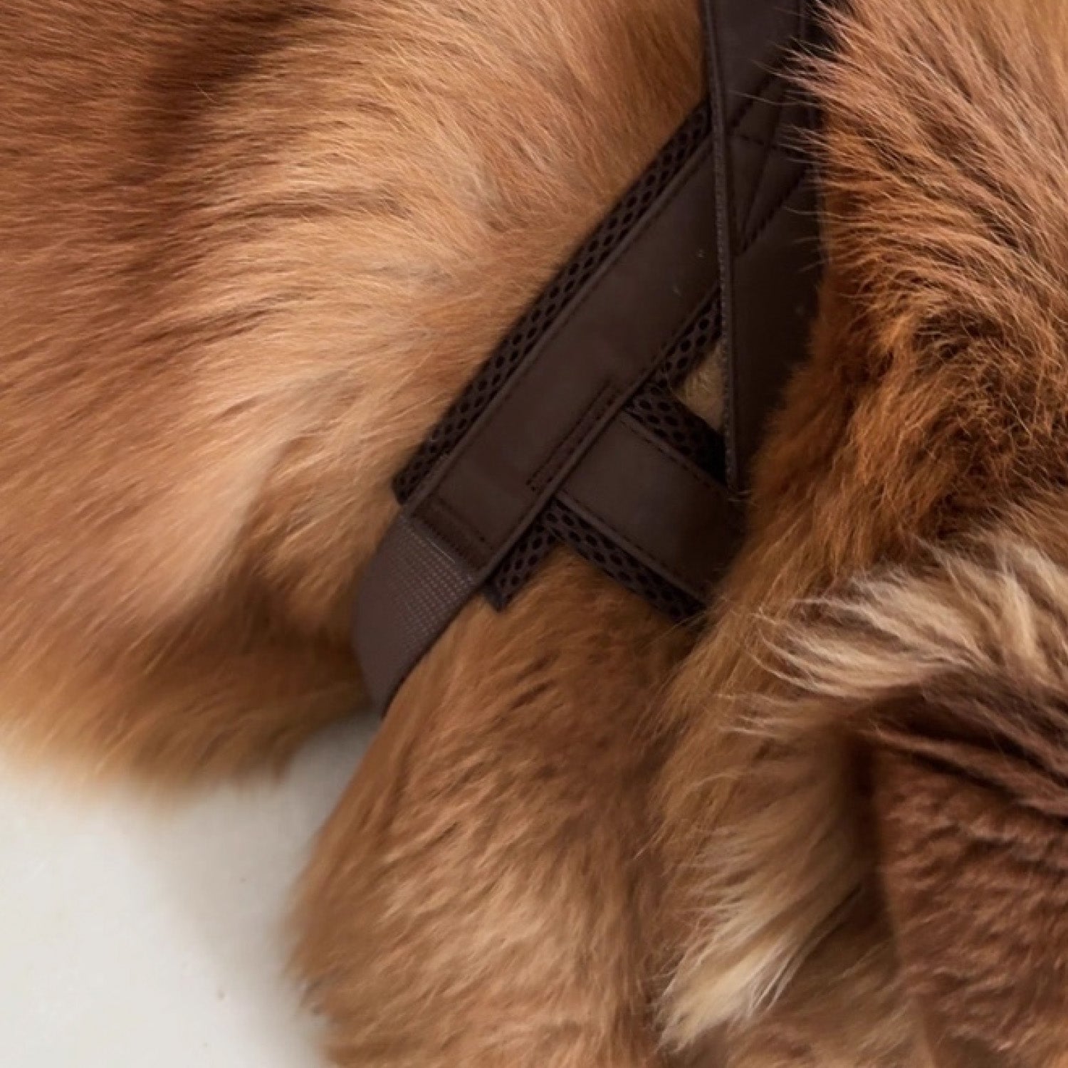 Close up of brown leather dog harness chest strap showing stitching and mesh breathable lining detail