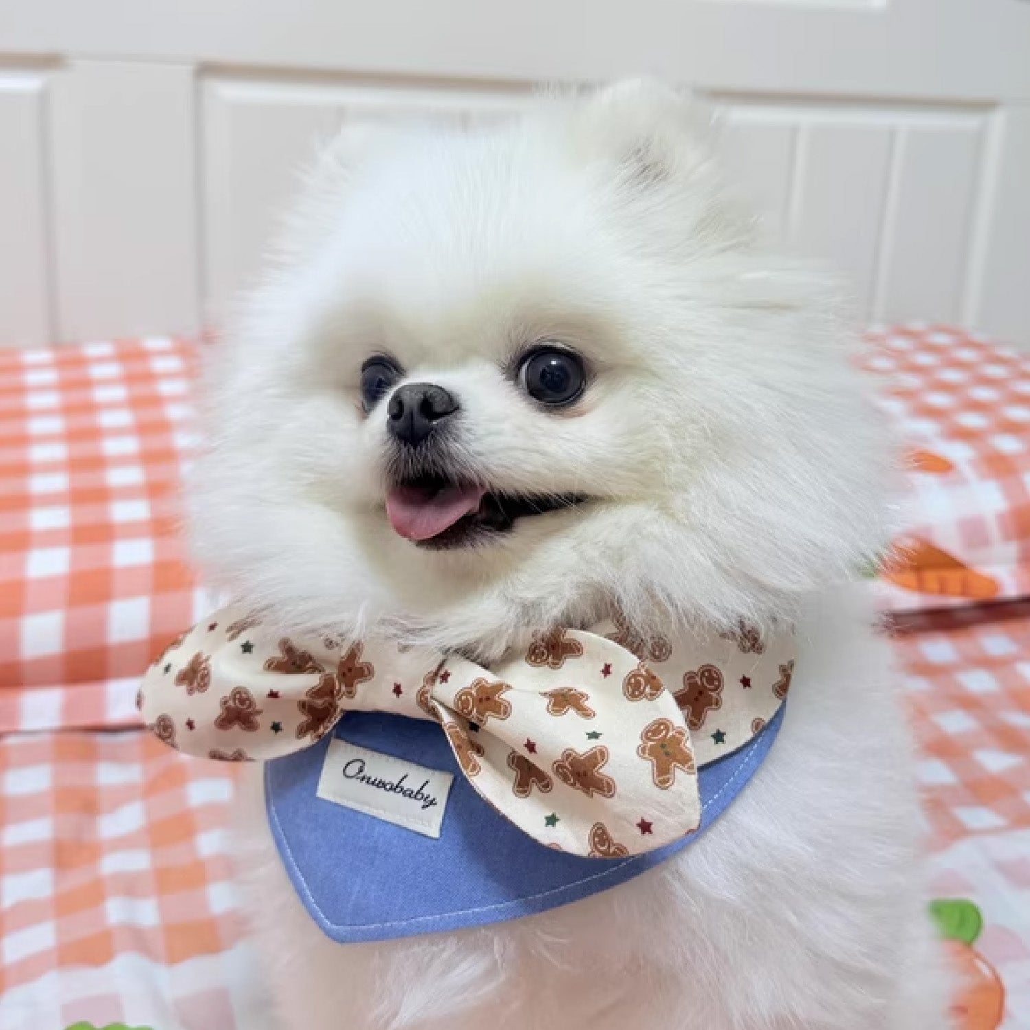 Pomeranian wearing blue denim gingerbread bow pet bandana collar