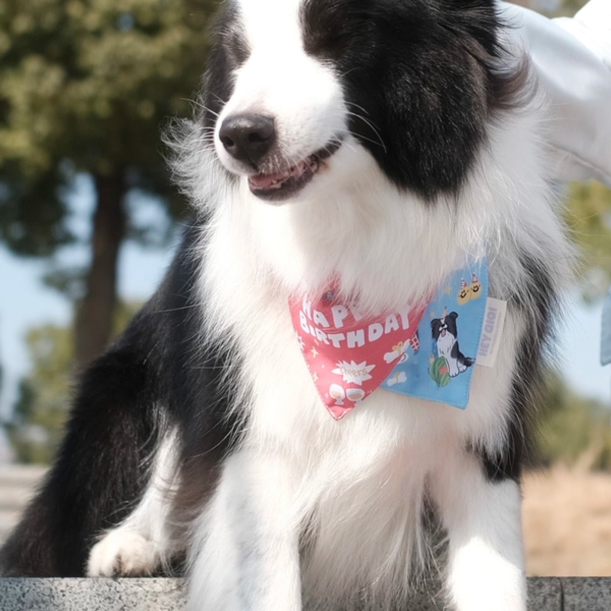 Border Collie in Gravipaw birthday bandana and custom number party hat for dogs