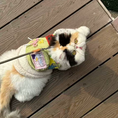 Load image into Gallery viewer, Calico cat wearing green cat vest harness with decorative mini backpack pocket on wooden deck
