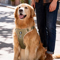 Load image into Gallery viewer, Person walking golden retriever wearing olive green heavy duty no pull harness outdoors showing size and fit for large dogs
