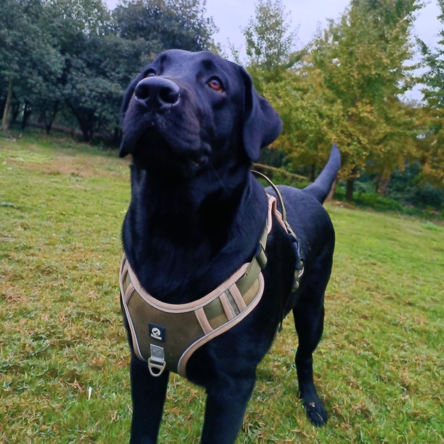 Black labrador wearing olive green heavy duty no pull dog harness standing in park showing full harness fit