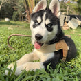 Load image into Gallery viewer, Husky puppy lying on grass wearing brown leather-padded dog harness
