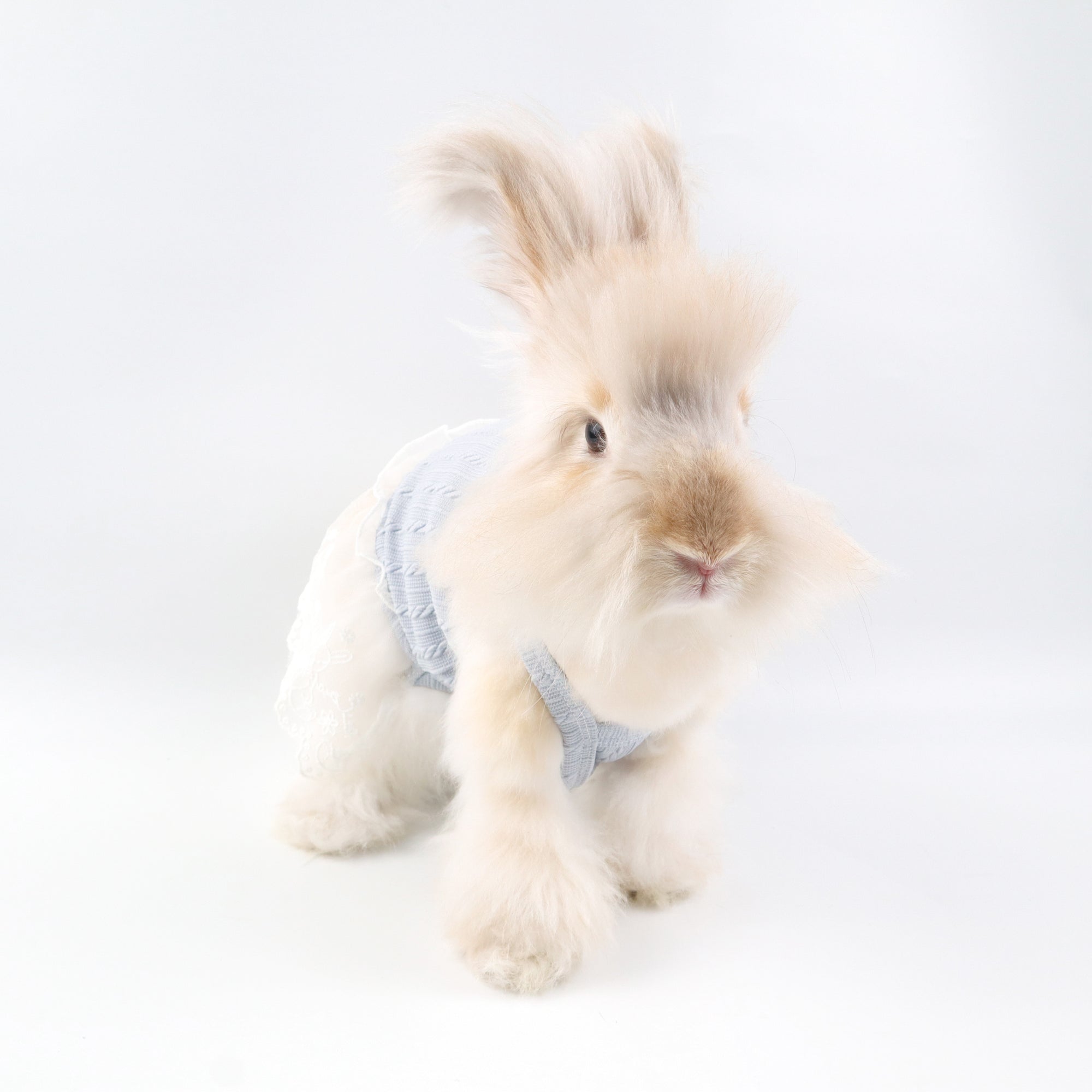 Blue Knit Lace Pet Dress – Cute Outfit for Rabbits, Cats & Small Dogs